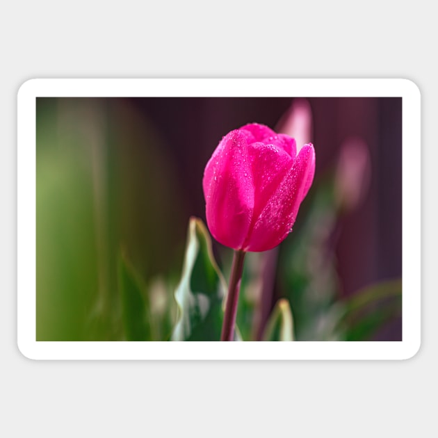 Tulip in a garden Sticker by blossomcophoto